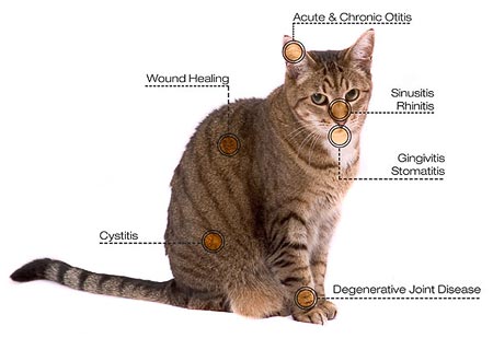 Cat Photon Laser Therapy Treatment for Otitis, Wound Healing, Sinusitis, Gingivitis, Cystitis, Degenerative Joint Disease