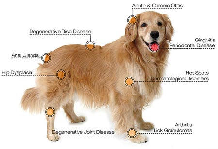 Photon Laser Therapy for Dogs Treatment for Disc Disease, Otitis, Peridontal Disease, Hot Spots, Arthritis, Hip Dysplasia, Degenerative Joint Disease
