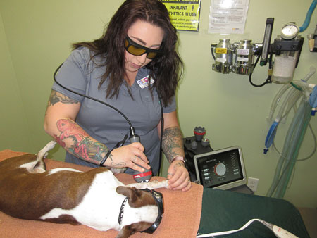 Photon Laser Therapy Session on Dog's Leg